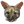 Genet.png