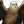 Golden eagle.png