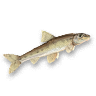 Gudgeon.png