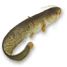 Catfish.png