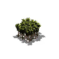 Plantationcannelle2.png