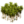 Cinammonplanting.png